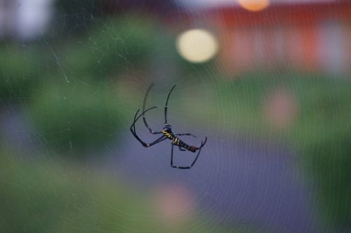 spider small web