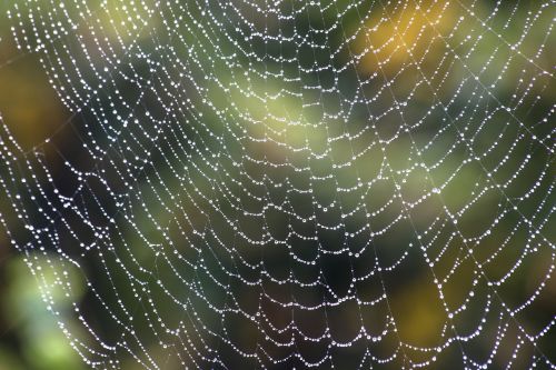 spider rain web