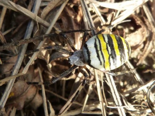 spider wasp detail