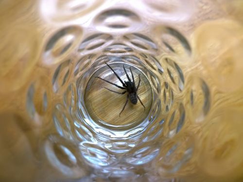 Spider Caught In A Glass
