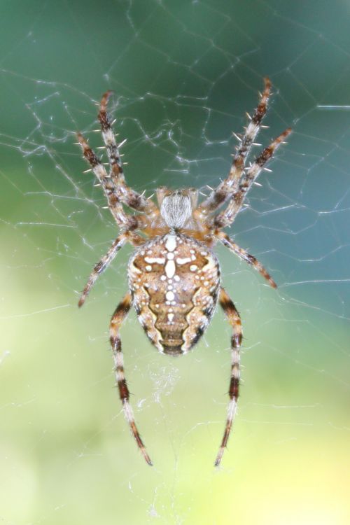 Spider Close Up