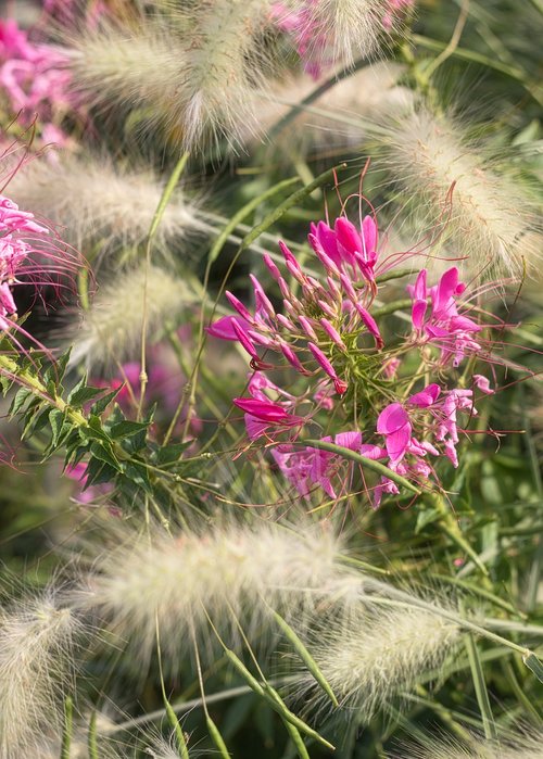 spider flower  grasses  flower