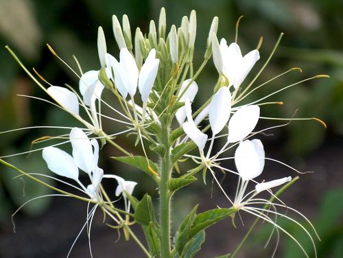 spider flower nature flower