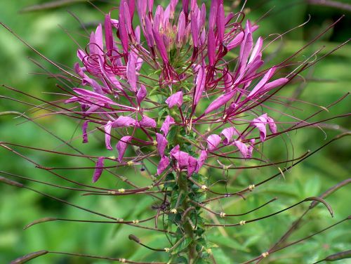 spider flower flower blossom