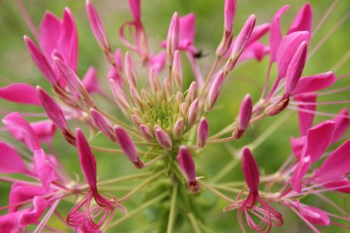 spider flower flower blossom