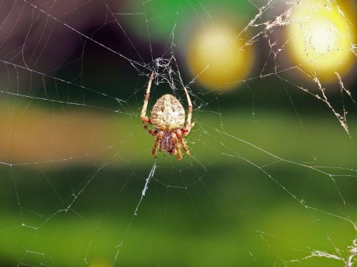 Spider In Web