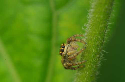 spider jump macro insects