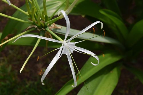 spider lily flower hymenocallis