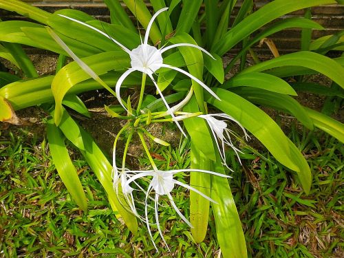 spider lily white thailand