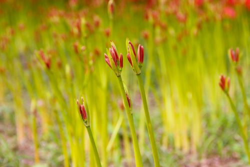 spider lily bud japan