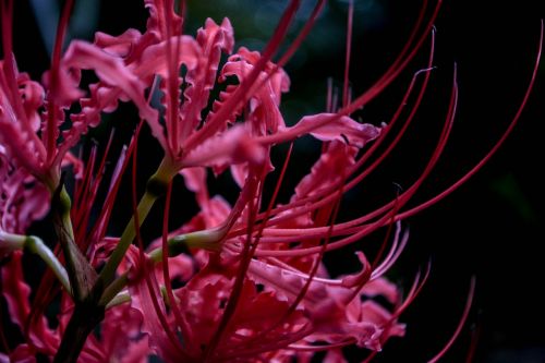 spider lily amaryllidaceae ヒバンバナ