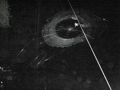Spider Making A Web At Night