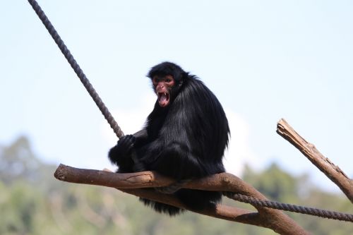 spider monkey wild zoo