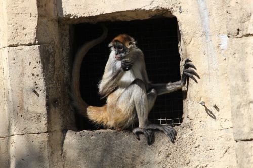 spider monkey eating animal