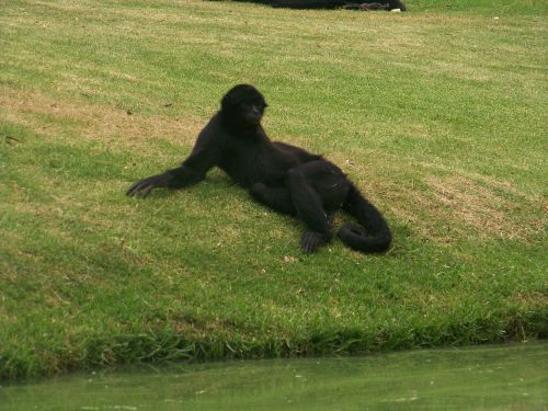 spider monkey nature natural