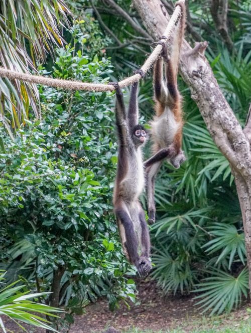 spider monkeys playing cute