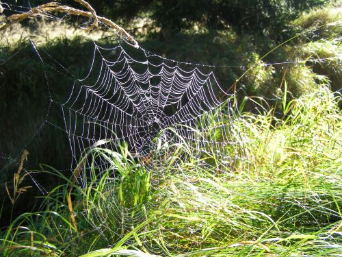 Spider&#039;s Net