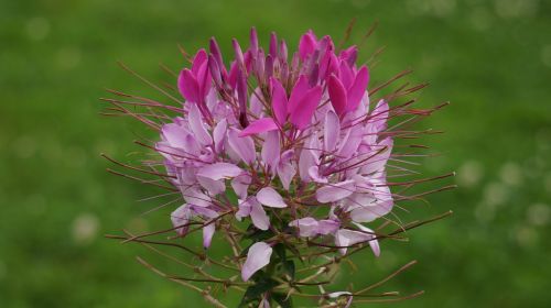 spider on a flower cleome hassleriana red