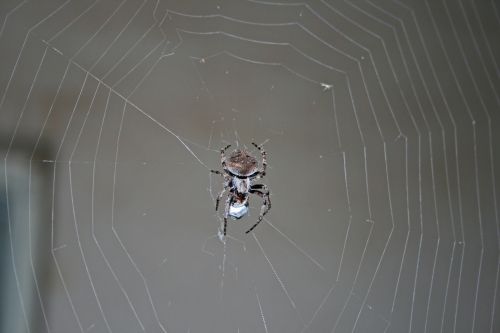 Spider On His Web