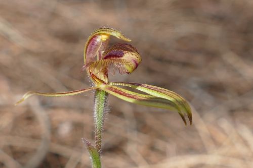 spider orchid orchid exotic
