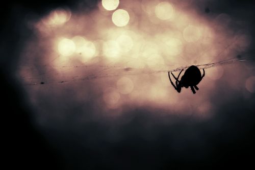 Spider Silhouette