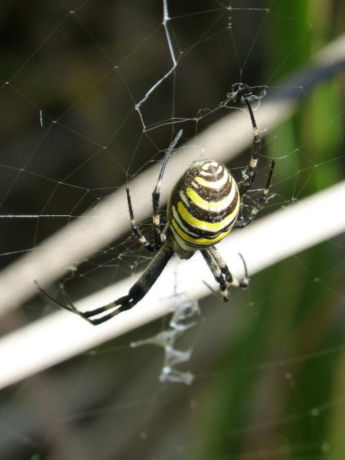 spider tiger web predator