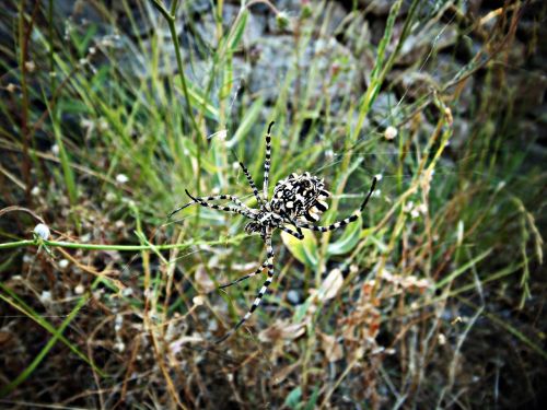 spider tiger wasp spider spider araneomorfa