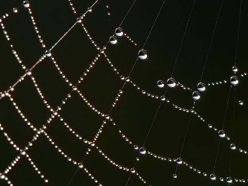 spider web dew drops droplets
