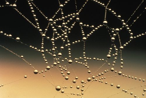 spider web dew drops droplets