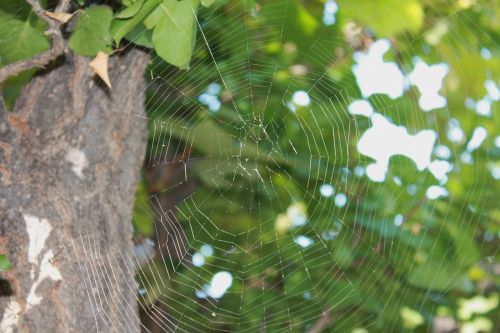 spider web web tree