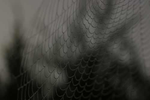 spider web cobweb insect