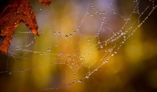 spider web arachnid wet