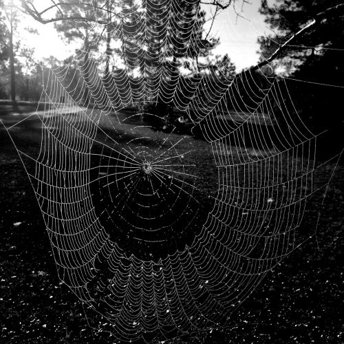 spider web spider arachnid