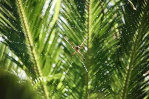 spider web spider dew