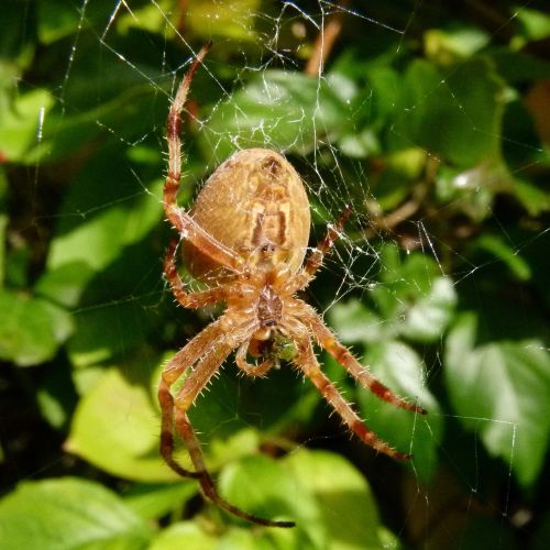 spider web garden spider araneus diadematus