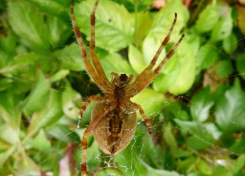 spider web garden spider araneus diadematus