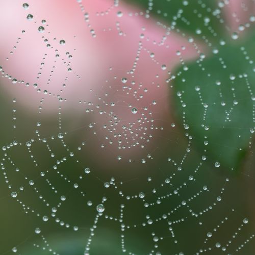 spider web water droplets macro