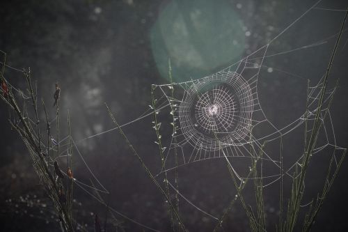 spider web spiderweb arachnid