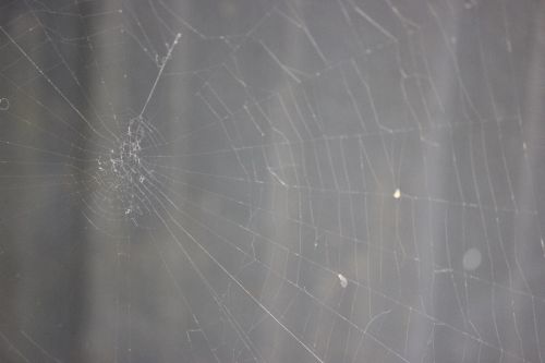 Spider Web