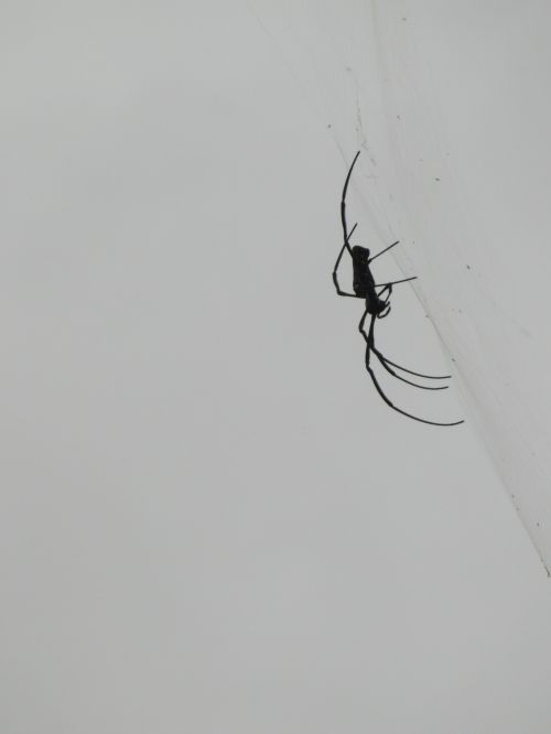 Spider&#039;s Web