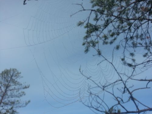 Spider&#039;s Web