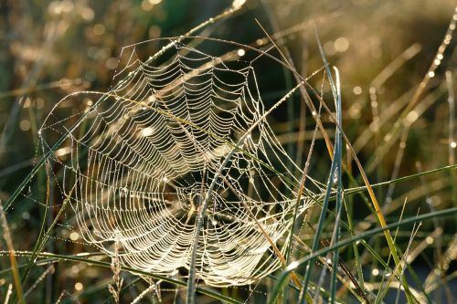spider web webs spider