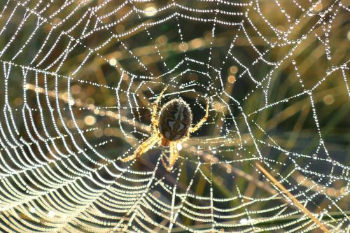 spider web webs nature
