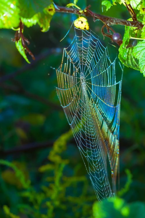 spider web morning the glare