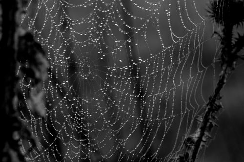 spider web drops dew