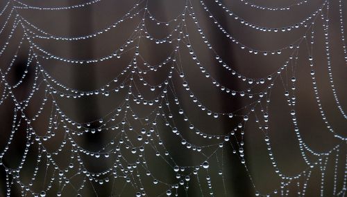 spider web drops dew