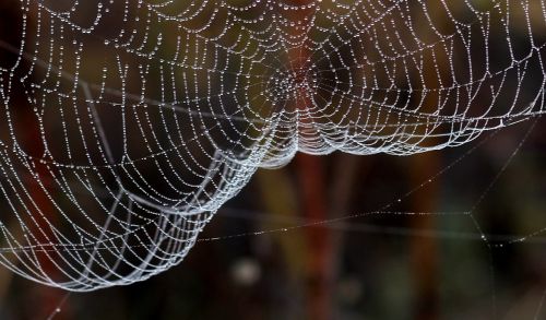 spider web drops dew