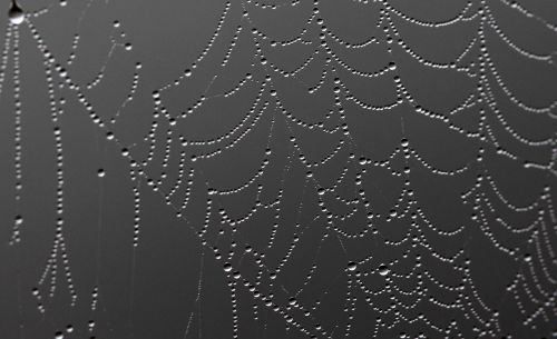 spider web drops dew