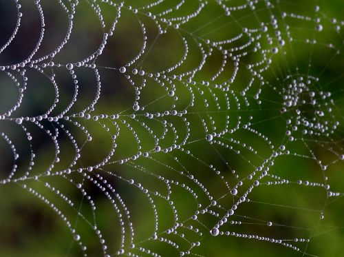 spider web drops dew