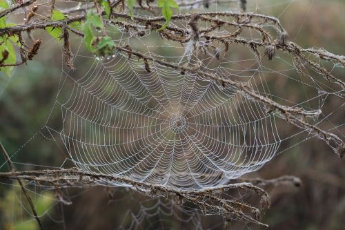 spider web drops dew